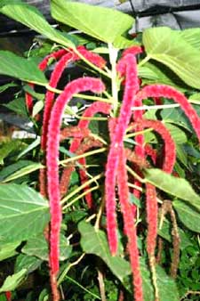 Acalypha hispida